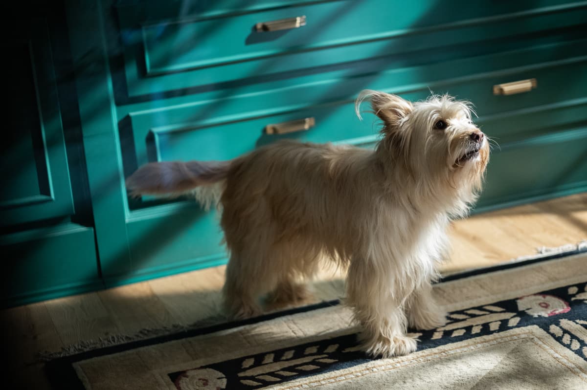 Yellowjackets (2021) - aesthetic film composition - frame 2